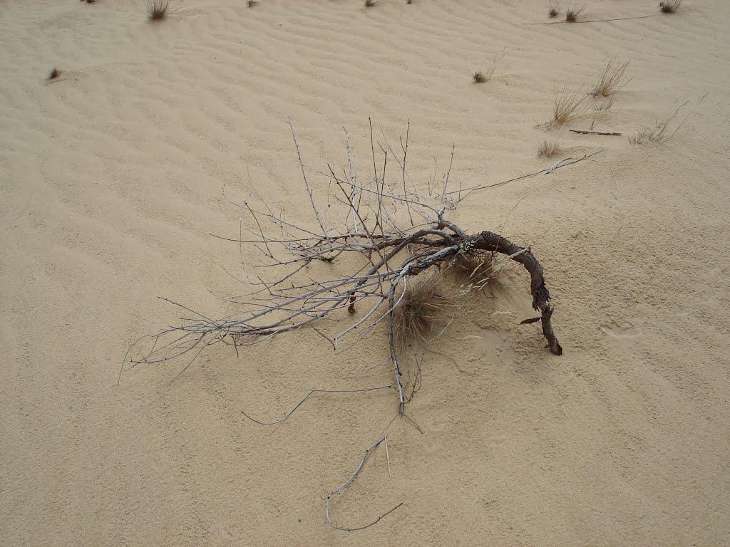 Пролетарка з panoramio.com - Пролетарка