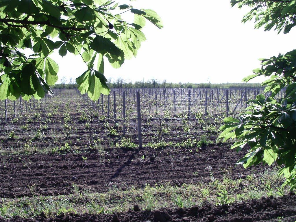 Вознесенськ з panoramio.com - Вознесенськ