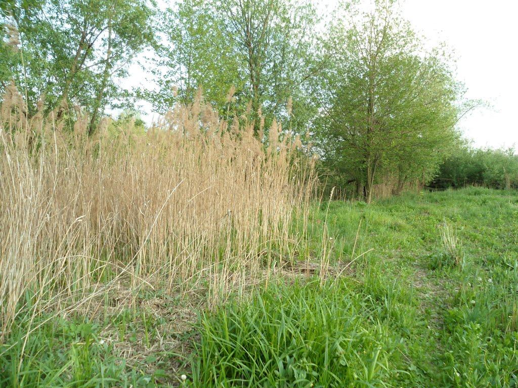 Мала Мочулка з panoramio.com