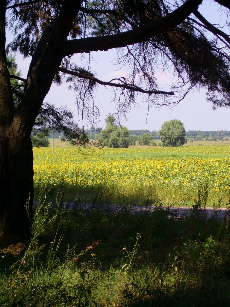 Бірки з panoramio.com - Борки