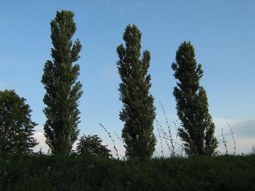 Бурдюг з panoramio.com - Бурдюг