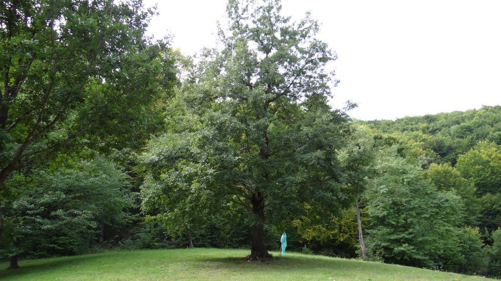 Великий Бичків з panoramio.com - Великий Бичків