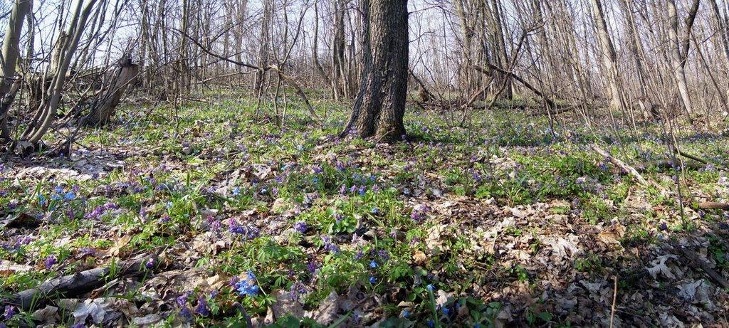 Пісочин з panoramio.com - Песочин