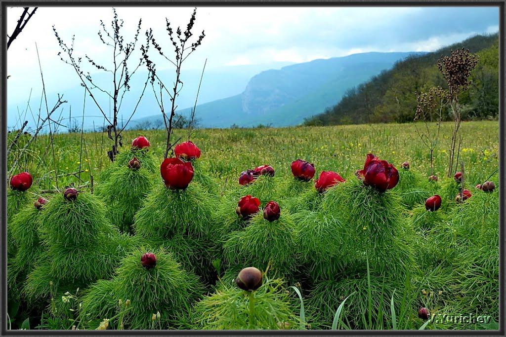 Багата Ущелина з panoramio.com - Bagata Uschelyna