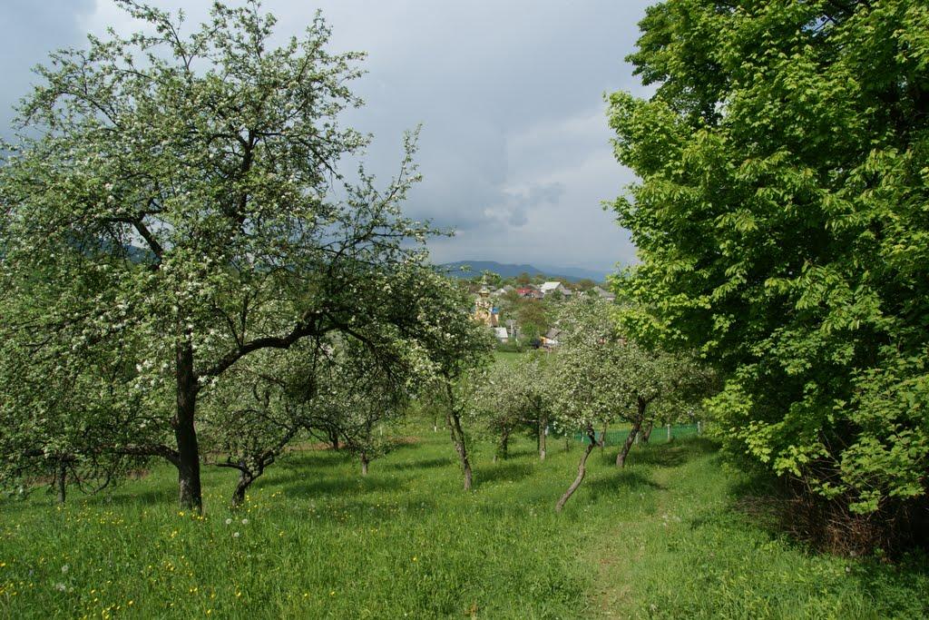 Тур'я Бистра з panoramio.com - Тур'я Бистра