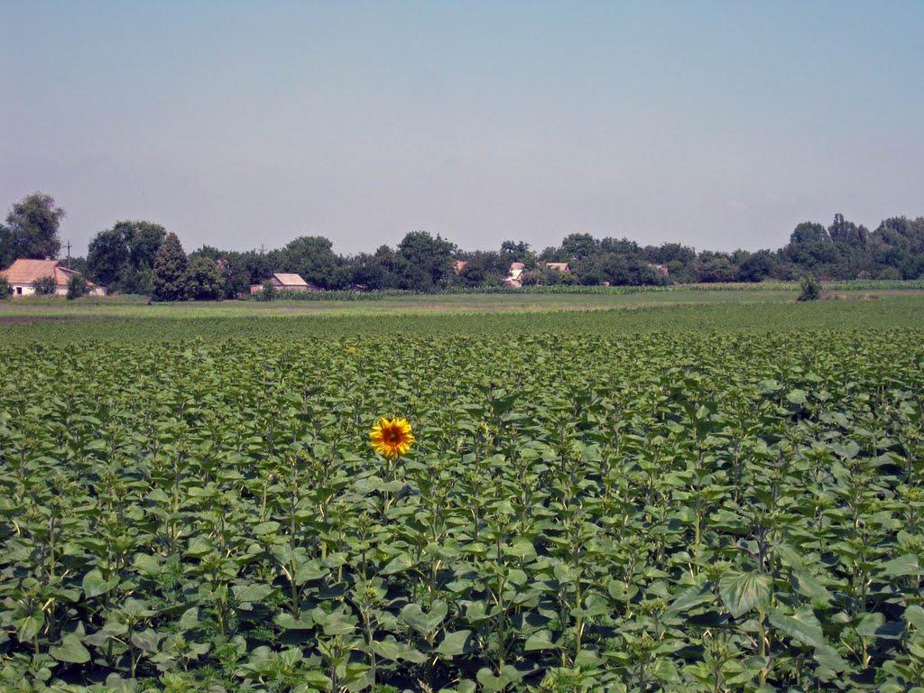 Новожитомир з panoramio.com - Новожитомир