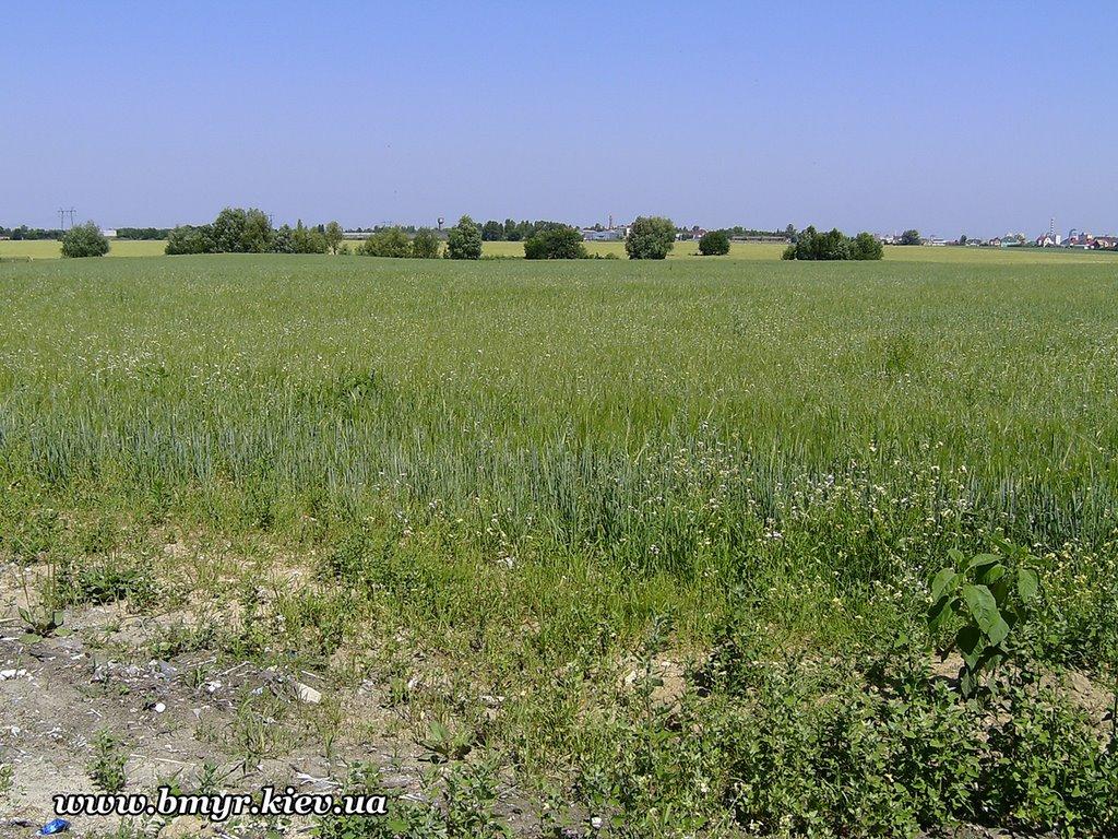 Вишневе з panoramio.com - Вишневое