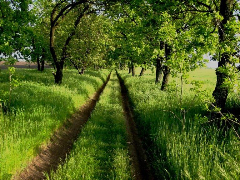 Іллічівка з panoramio.com - Іллічівка