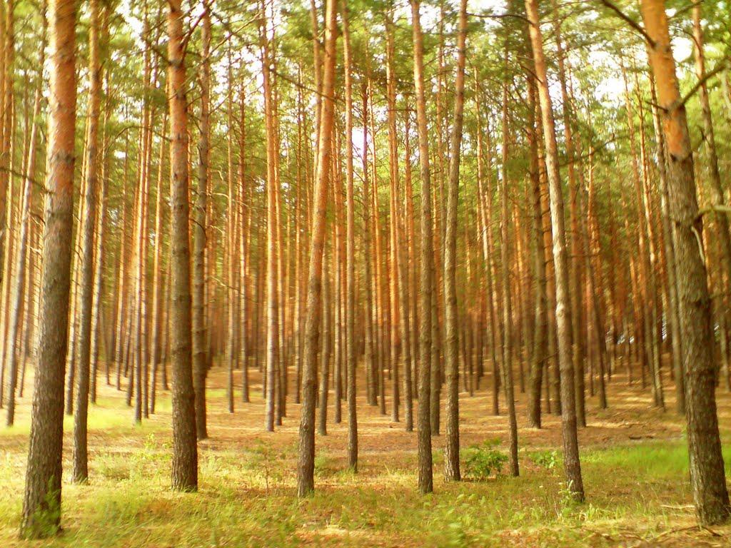 Лихачівка з panoramio.com - Лихачівка