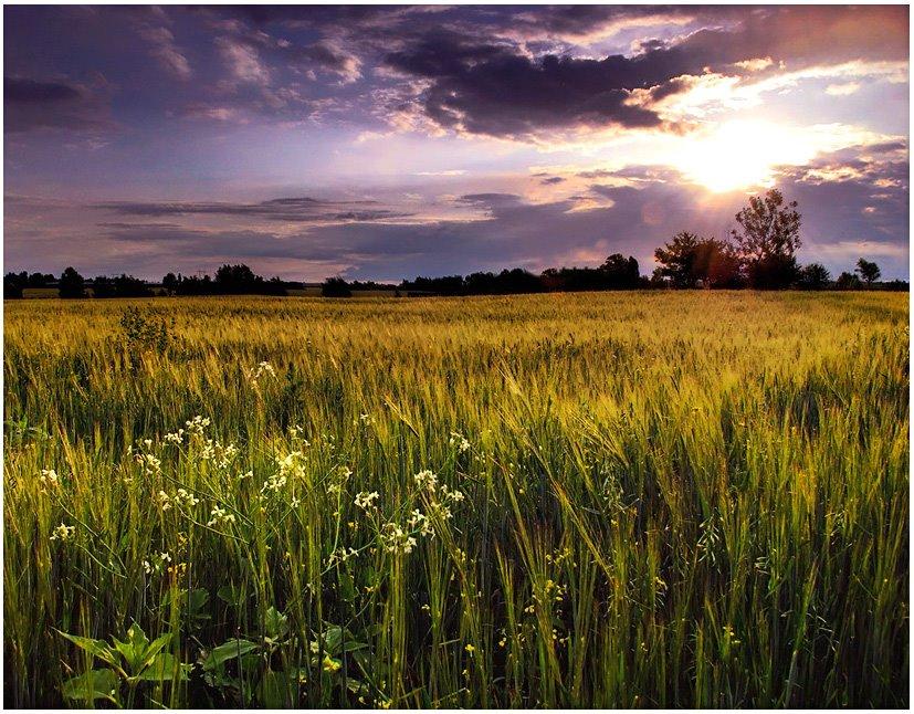 Вишневе з panoramio.com - Вишневое