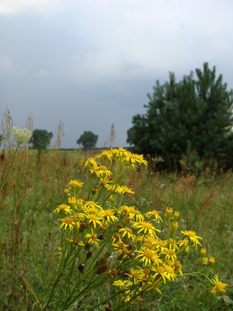 Кобзарівка з panoramio.com - Kobzarivka