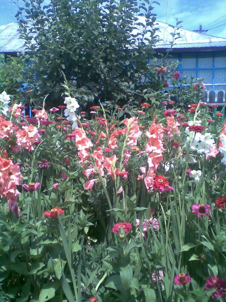 Тарасівці з panoramio.com - Тарасівці