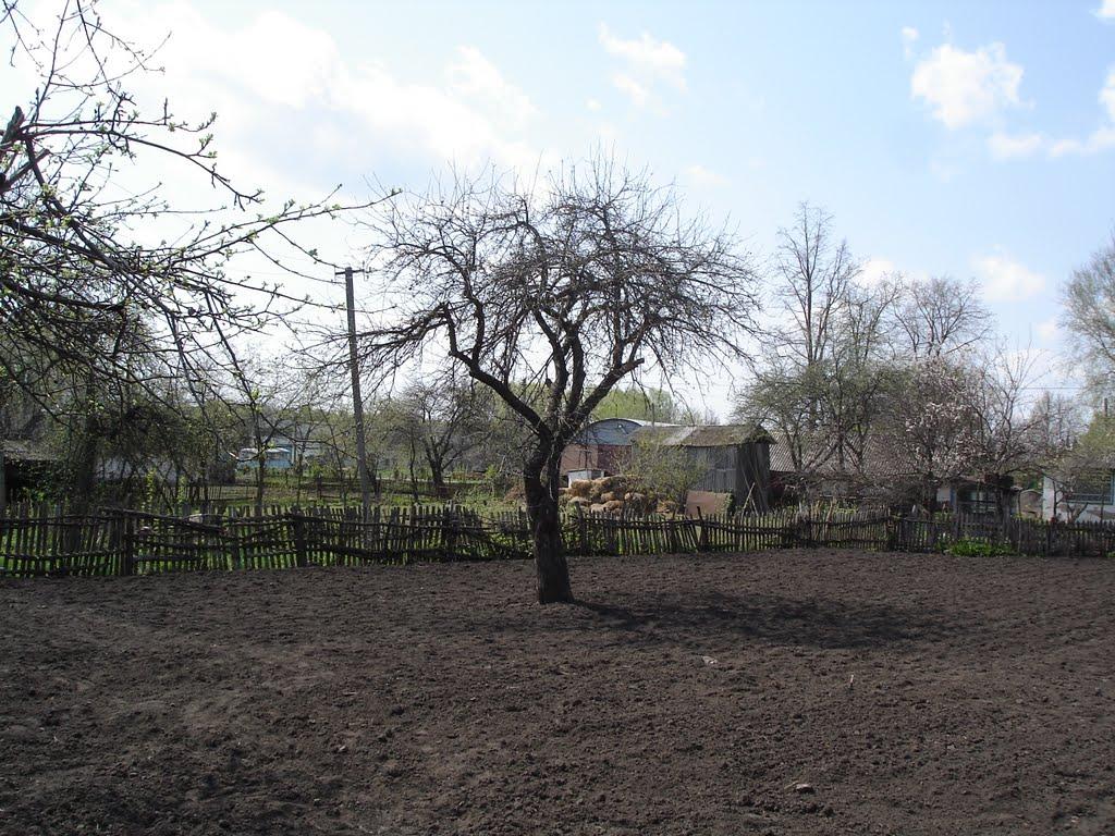 Веселе з panoramio.com - Веселое