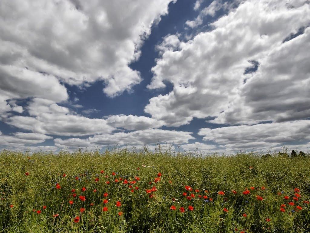 Стаївка з panoramio.com - Стаївка