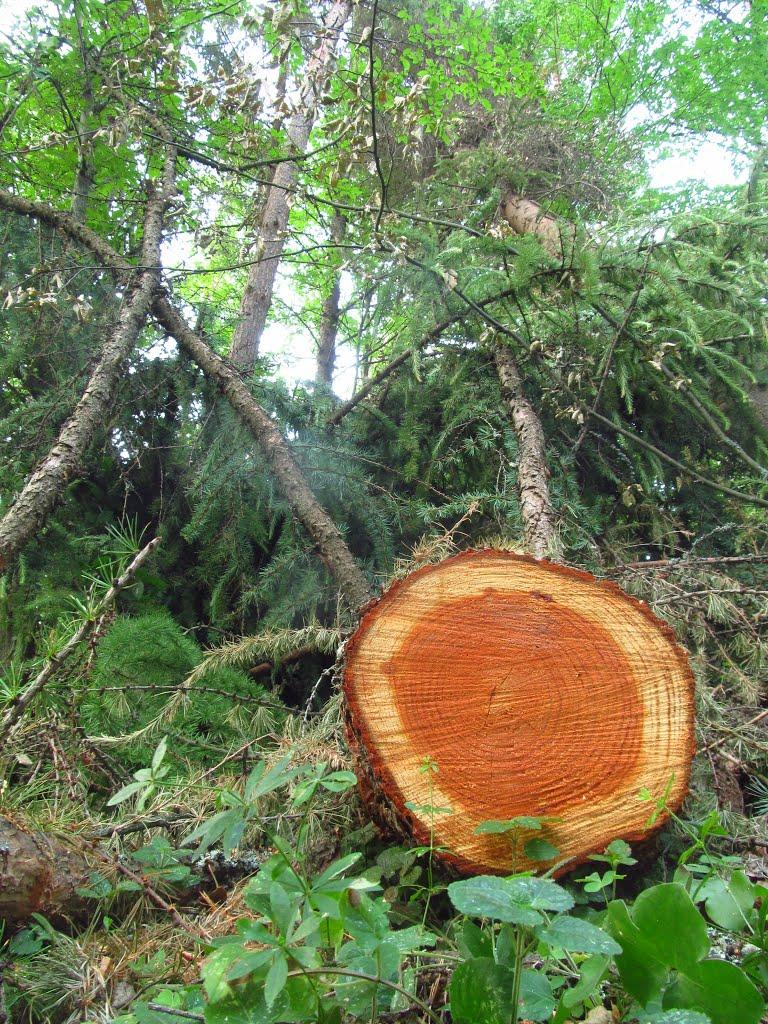 Маркова з panoramio.com - Маркова