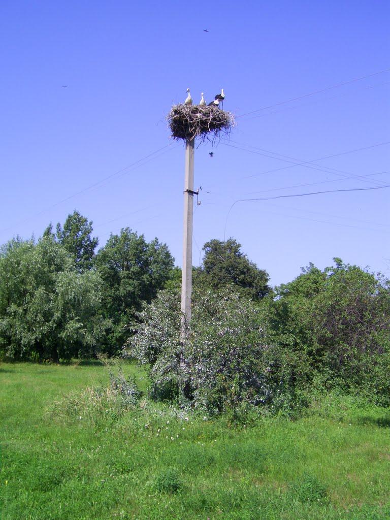 Баланди з panoramio.com - Баланды
