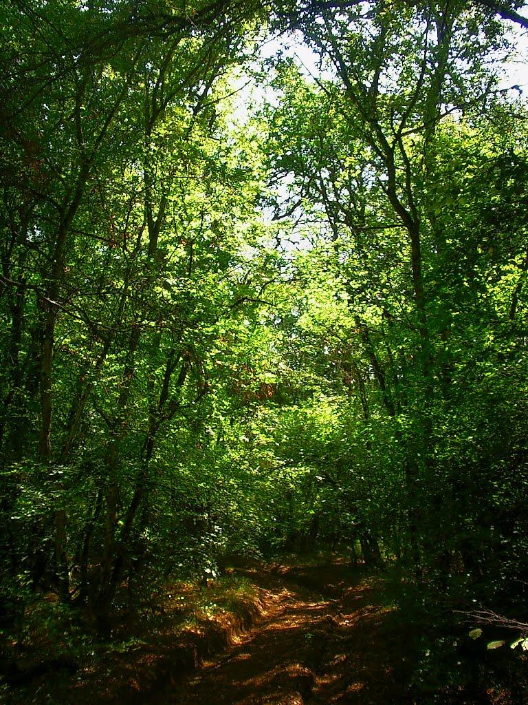 Синапне з panoramio.com - Синапне