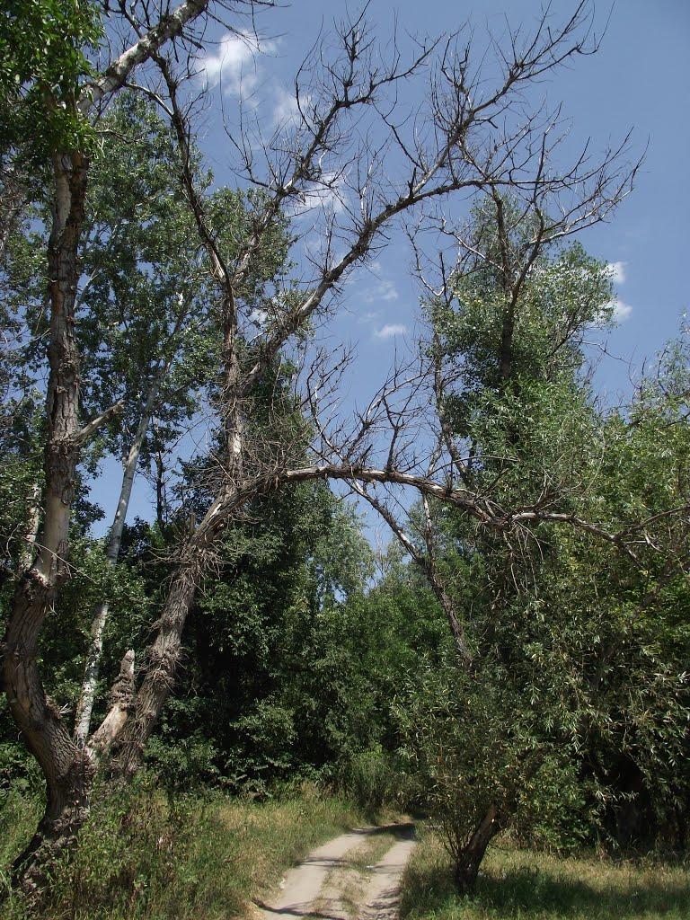 Станично-Луганське з panoramio.com (ч.2) - Станично-Луганское