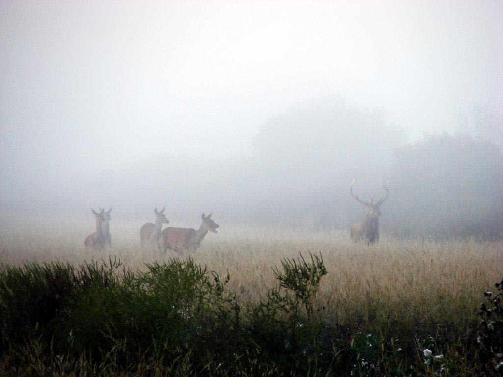 Косонь з panoramio.com - Косонь