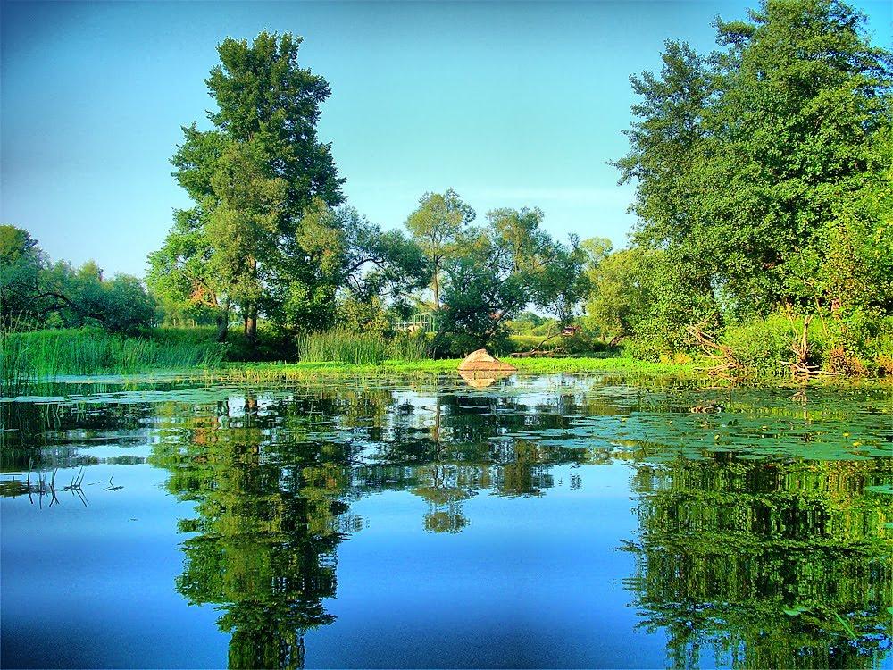 Щорсівка з panoramio.com - Білошиці