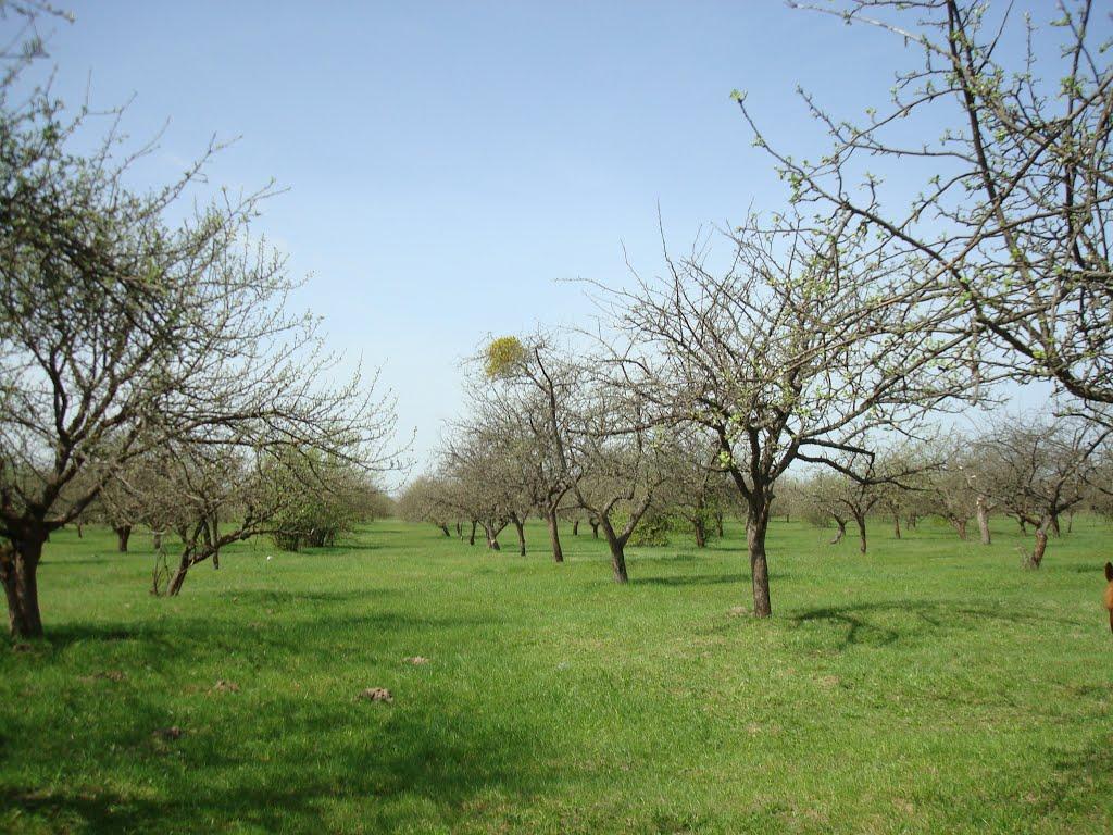 Дроздні з panoramio.com - Дроздни