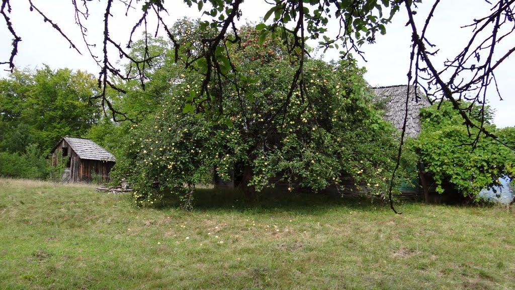 Великий Бичків з panoramio.com - Великий Бычков