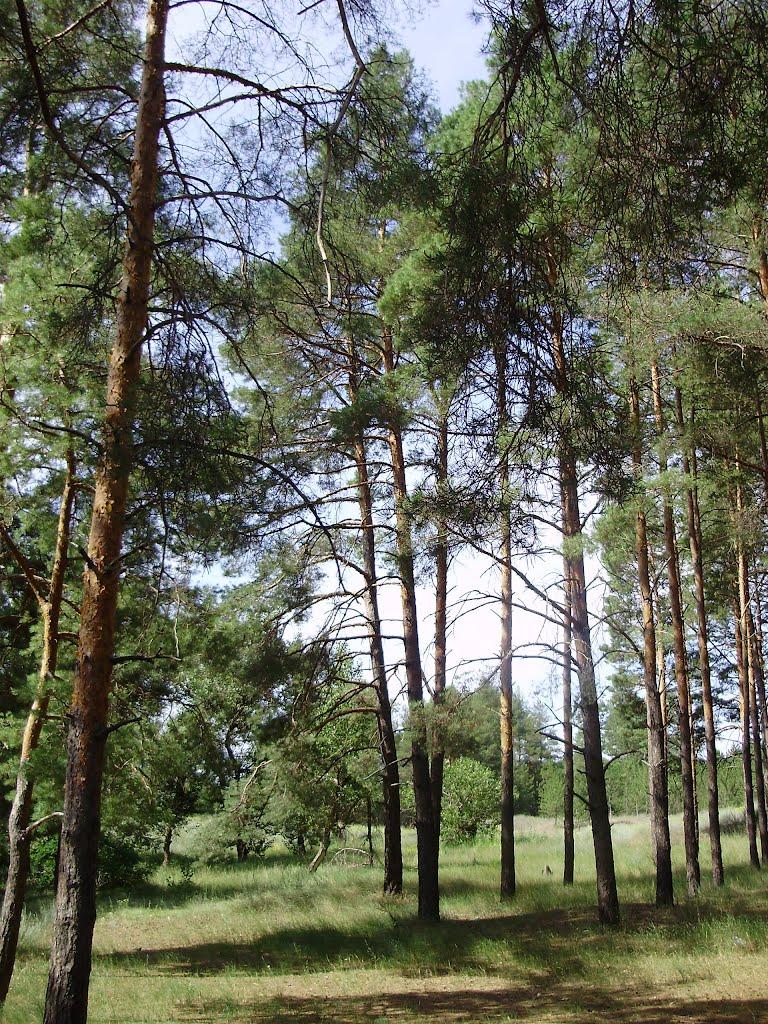 Раденськ з panoramio.com - Раденск