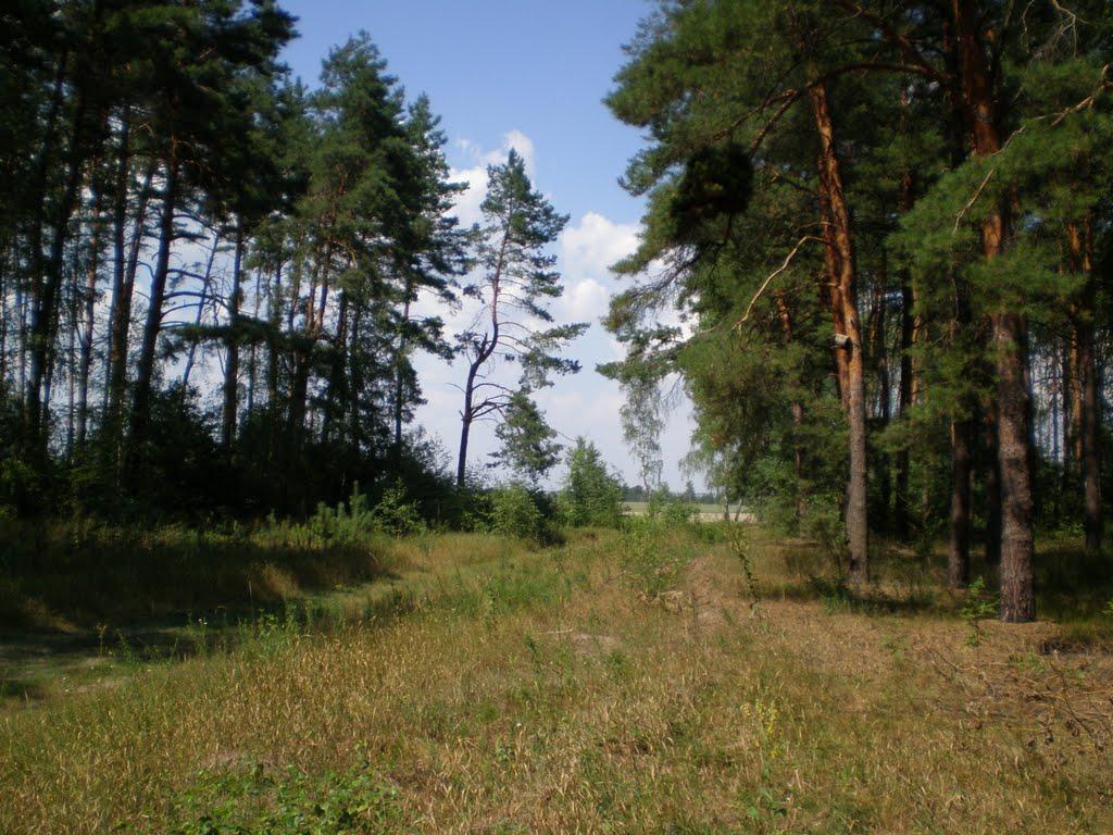 Чаплищі з panoramio.com - Чаплищі