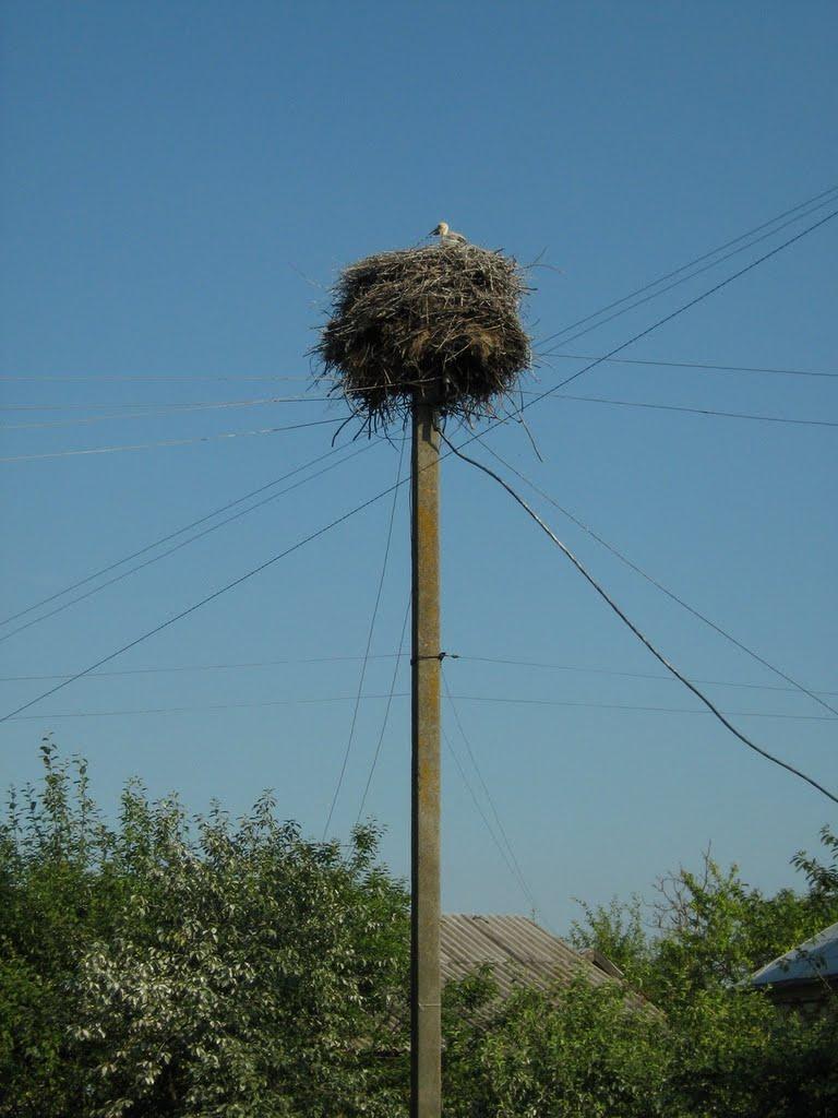 Великосілки з panoramio.com - Великосілки