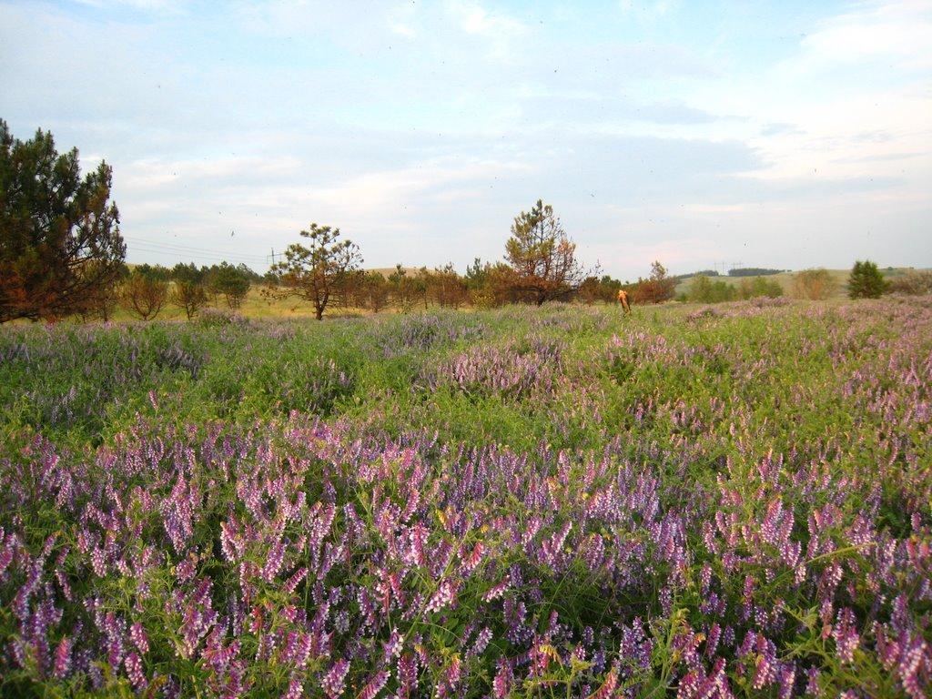 Кам'янка з panoramio.com - Каменка