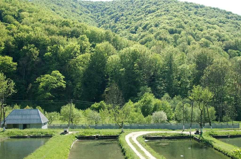Вовчий з panoramio.com - Волчий
