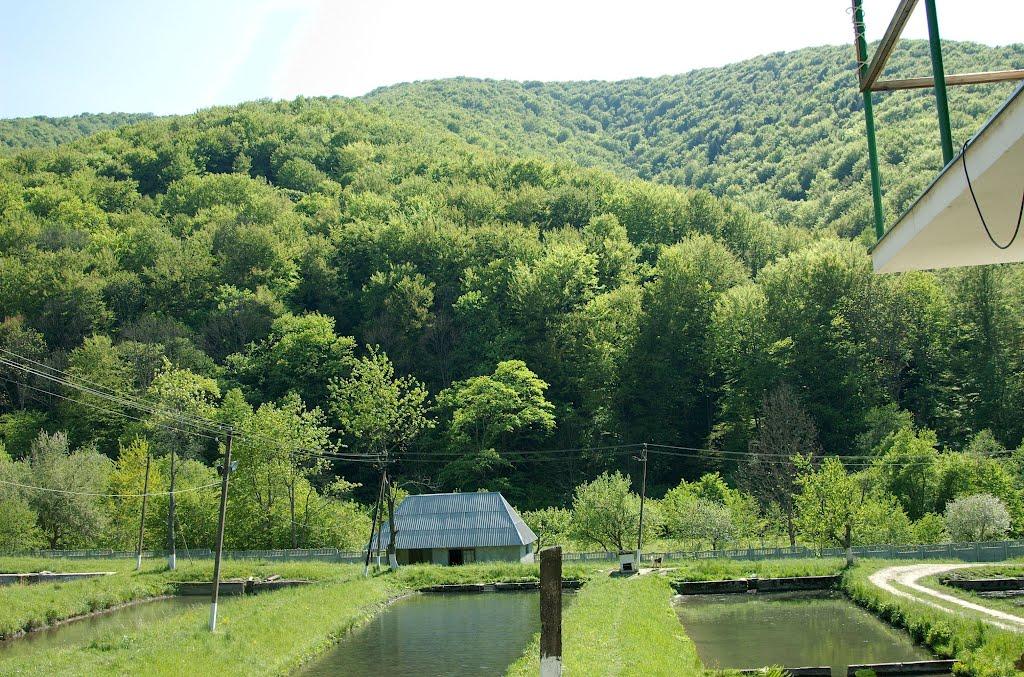 Вовчий з panoramio.com - Волчий