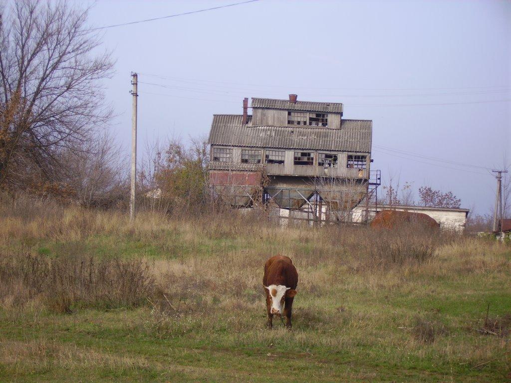 Розумівка з panoramio.com - Розумівка