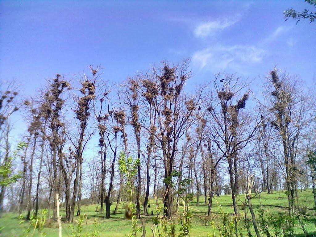 Павлівка з panoramio.com - Павловка