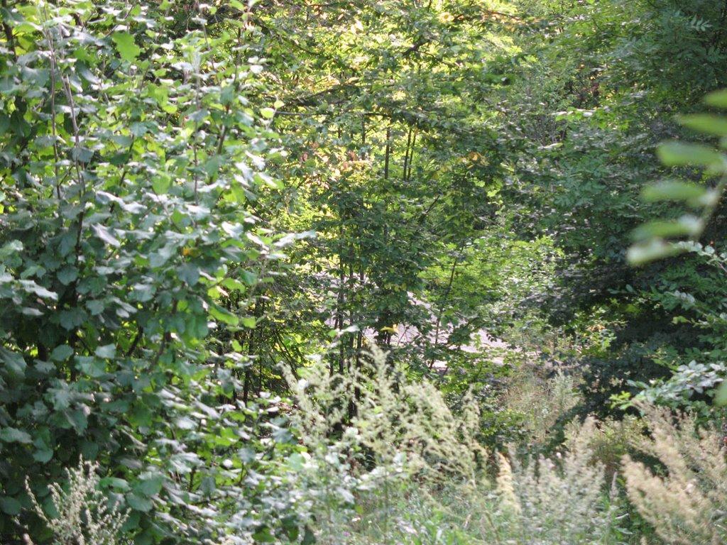 Дзензелівка з panoramio.com - Дзензелевка