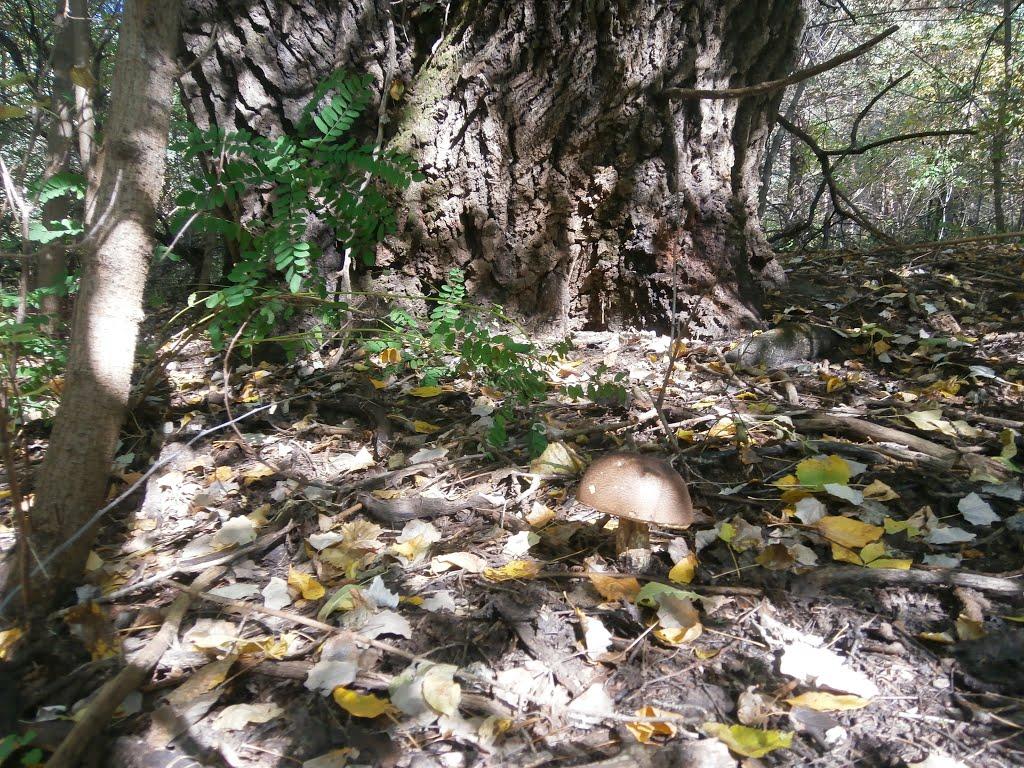 Ліпляве з panoramio.com - Лепляво