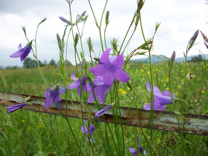 Стримба з panoramio.com - Стримба