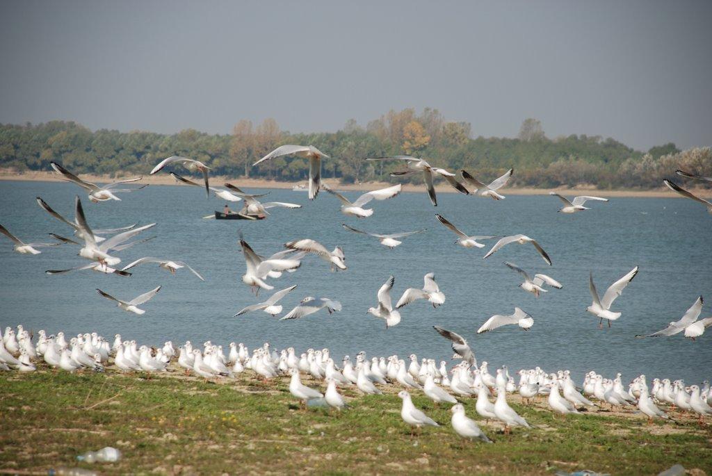 Рені з panoramio.com - Reni