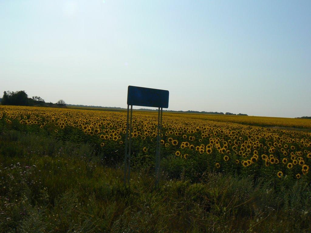 Світле з panoramio.com - Світле