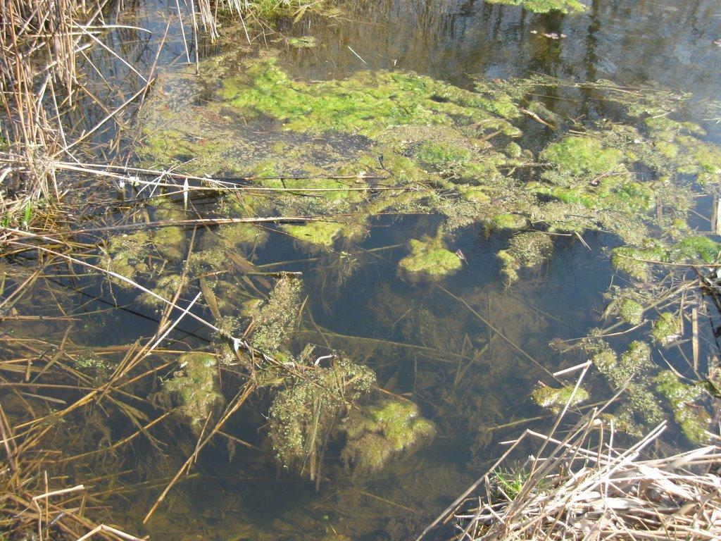 Ясногородка з panoramio.com - Ясногородка