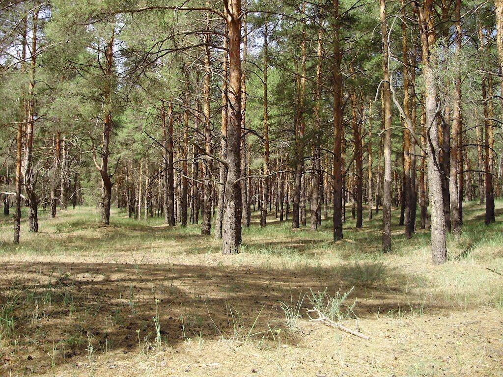 Раденськ з panoramio.com - Radensk