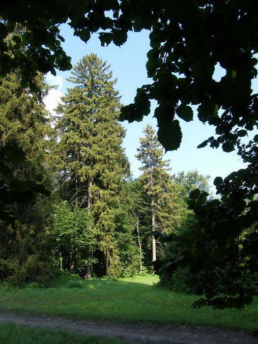 Васьківці з panoramio.com - Васьковцы