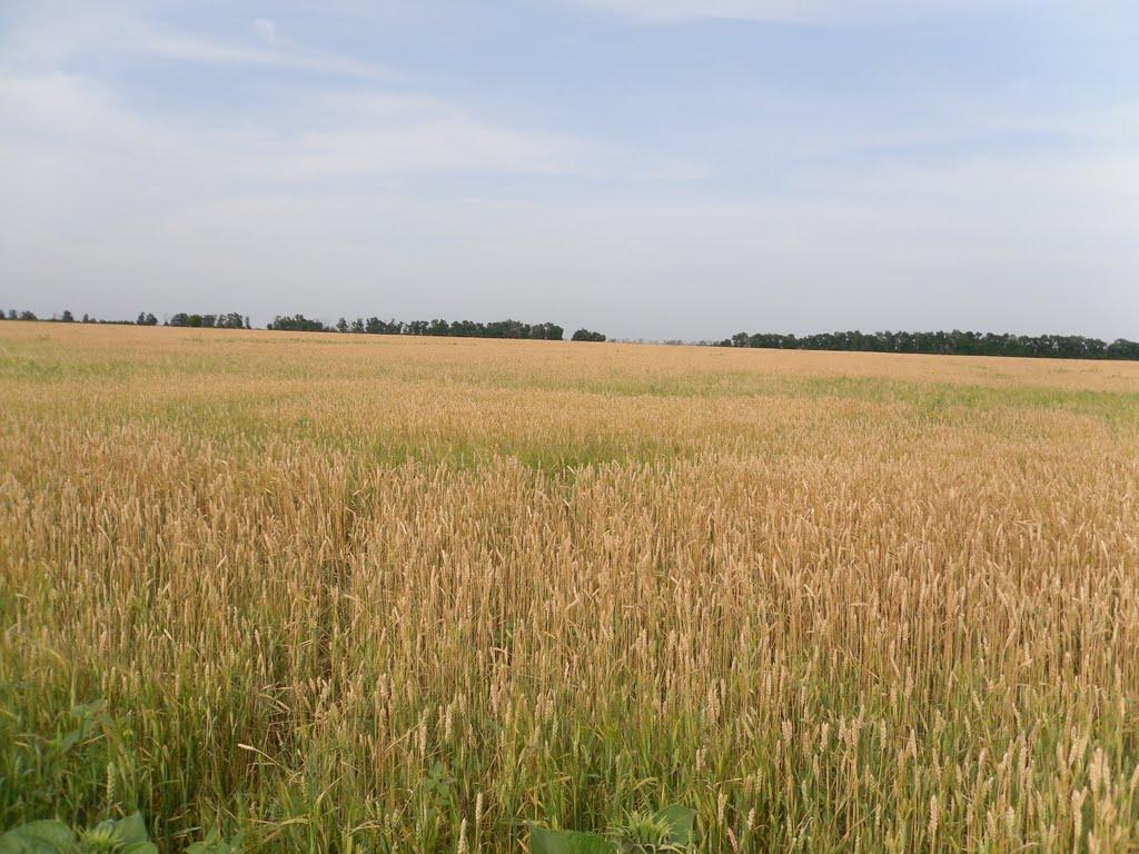 Пролетарське з panoramio.com - Пролетарське