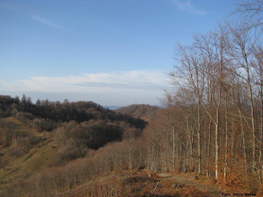 Великий Бичків з panoramio.com - Великий Бичків