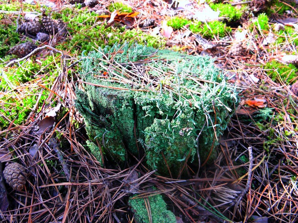 Нижні Яреськи з panoramio.com - Нижні Яреськи