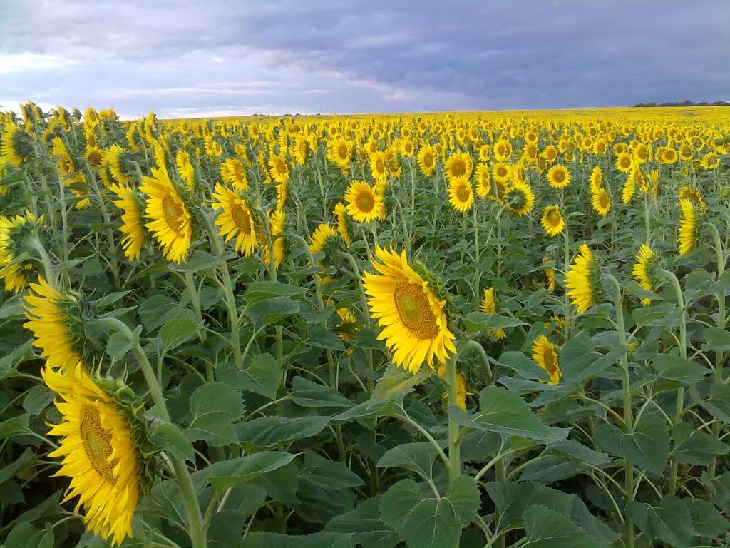 Думенки з panoramio.com - Думенки