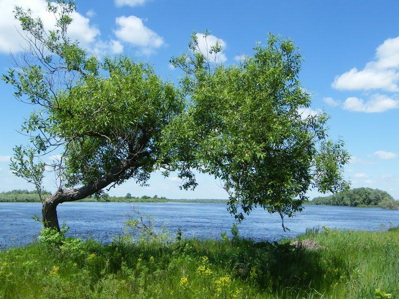 Миси з panoramio.com - Mysy