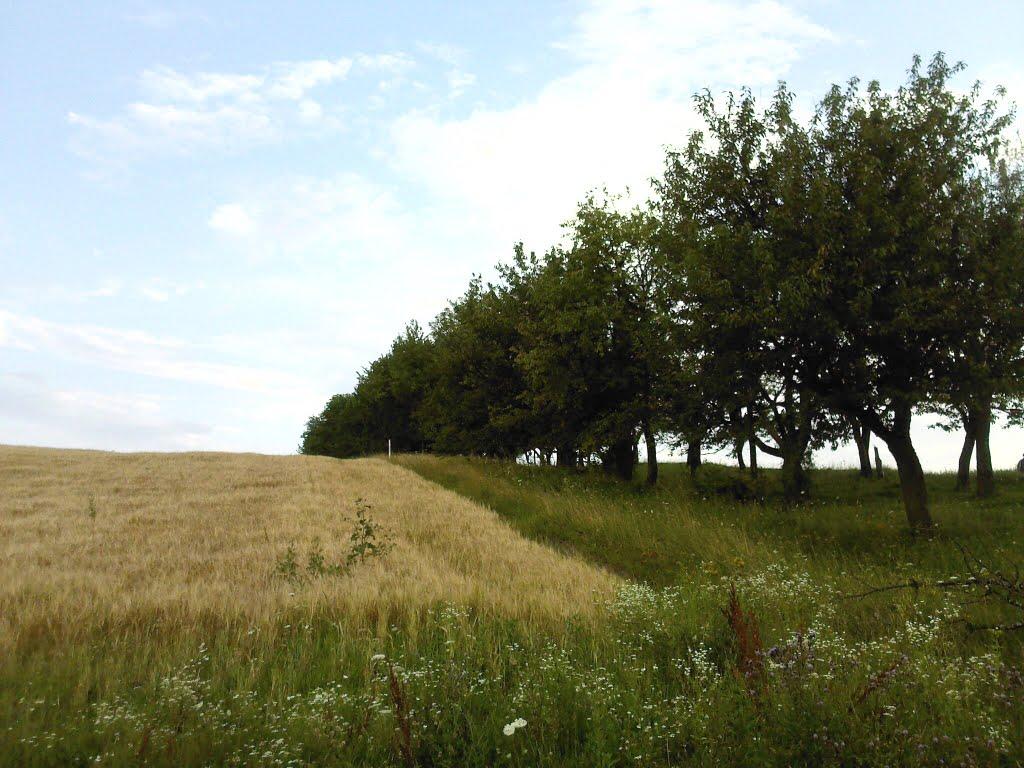 Случ з panoramio.com - Случь