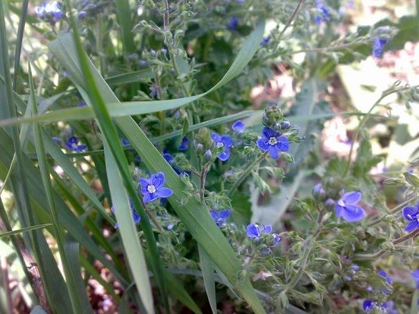 Голодьки з panoramio.com - Голодьки