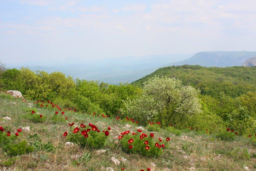 Багата Ущелина з panoramio.com - Bagata Uschelyna